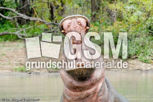 Flusspferd (101 von 104).jpg